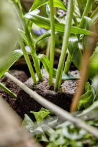 Plants inserted into OASIS® TerraBrick® Floral Media.