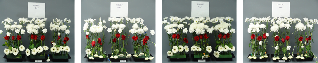 Flower testing for OASIS® Floral Foam products.